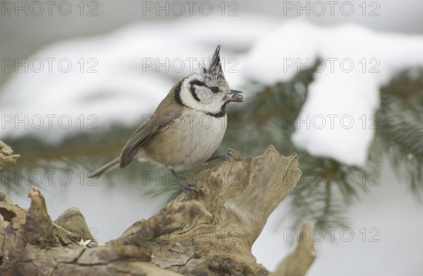 European Crested Tit (Lophophanes cristatus), Saxony, Germany, Europe