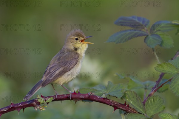 Melodious Warbler (Hippolais polyglotta) male singing, Rhineland-Palatinate, Germany, Europe
