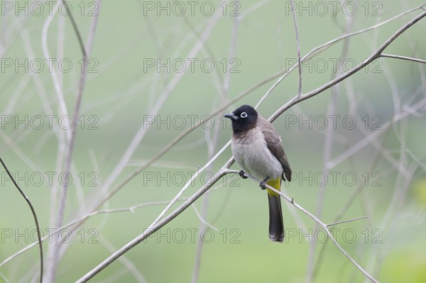 White-spectacled Bulbul (Pycnonotus xanthopygos), Turkey, Asia