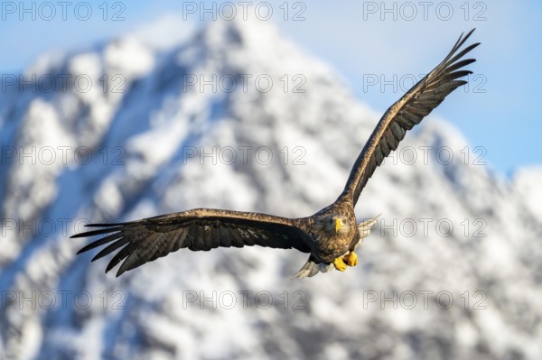 White-tailed eagle (Haliaeetus albicilla), in flight, Lofoten, Norway, Europe