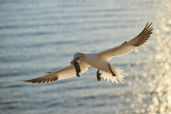 Northern gannet (Morus bassanus) flying over the sea with rivet material in the beakat sunset, landing, wildlife, Helgoland, Germany, Europe