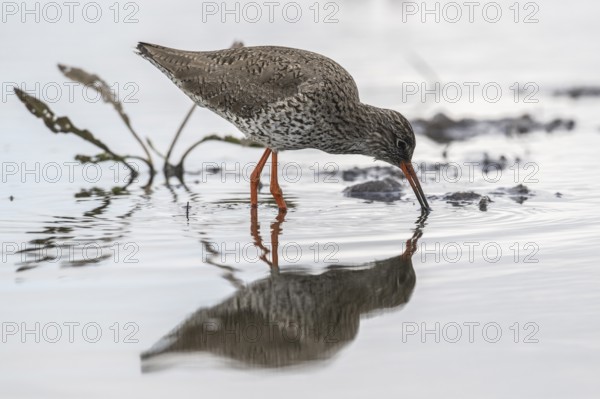 Redshank (Tringa totanus), Lower Saxony, Germany, Europe