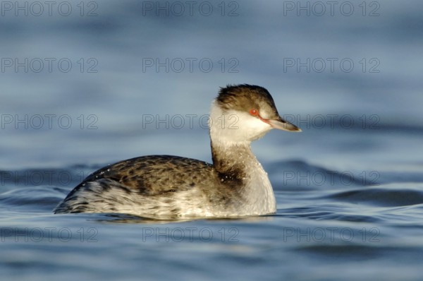 Horned Grebe (Podiceps auritus), Texas, USA, North America