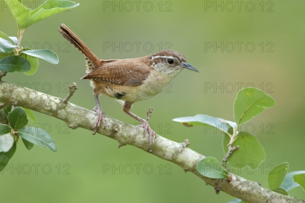Carolina Wren (Thryothorus ludovicianus), Texas, USA, North America
