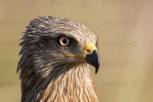 Black Kite (Milvus migrans), Madrid, Spain, Europe