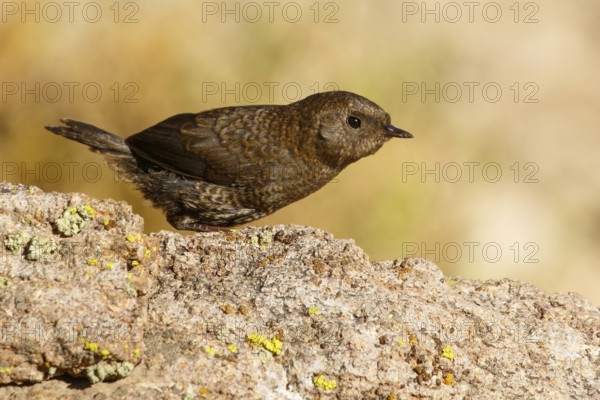 Magellanic Tapaculo (Scytalopus magellanicus) juvenile perched on a rock, Santiago Metropolitan, Chile, South America