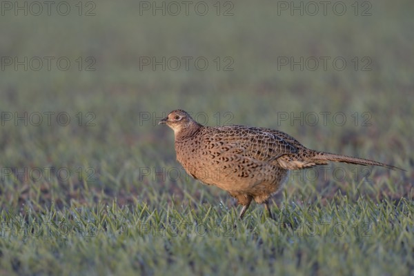 Common Pheasant (Phasianus colchicus) female on field, North Rhine-Westphalia, Germany, Europe