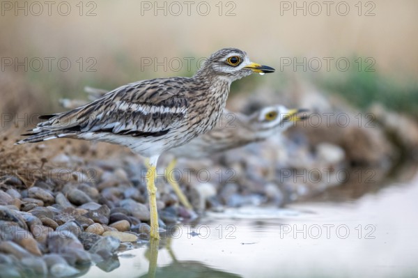 Eurasian Stone-curlew (Burhinus oedicnemus) drinking, Castile-La Mancha, Spain, Europe