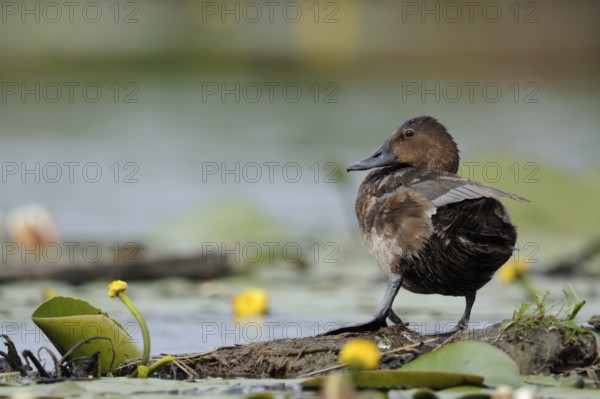 Tufted Duck (Aythya fuligula) female, North Rhine-Westphalia, Germany, Europe