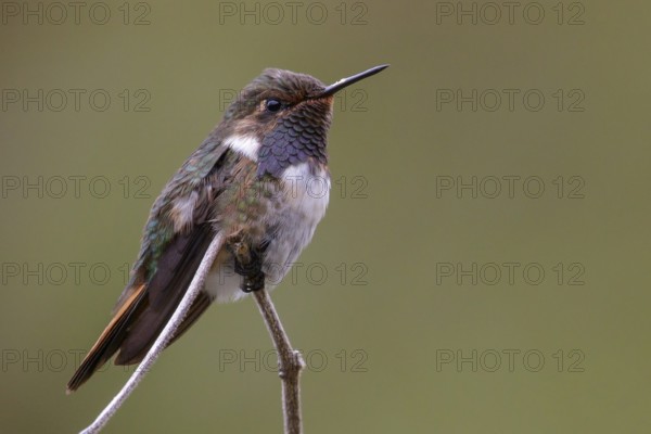 Volcano Hummingbird (Selasphorus flammula) perched on a branch in Costa Rica