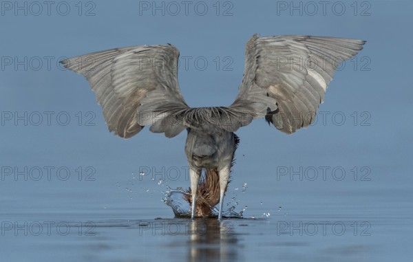 Reddish Egret (Egretta rufescens) hunting, Texas, USA, North America