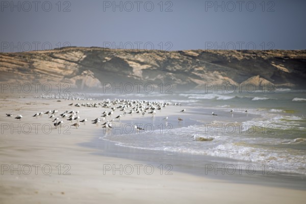 Seagulls on Taqah Beach or beach, Taqah, Dhofar Province, Oman, Asia