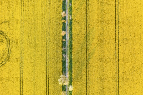 Avenue with blossoming fruit trees between rape fields, vertical aerial view in evening light, Wölkisch, Diera-Zehren, Saxony, Germany, Europe