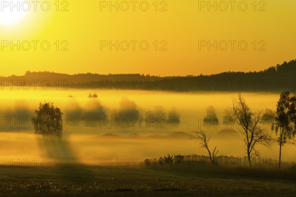 Early morning fog over the moor, birch (Betula), birch family (Betulaceae), sunrise fog, Pfrungen, Pfrunger-Burgweiler Ried, Baden-Wuerttemberg, Germany, Europe