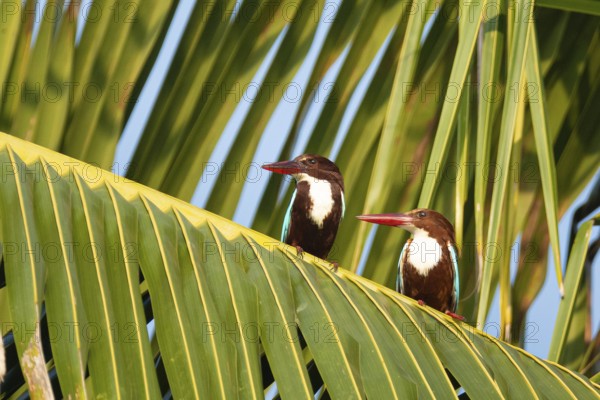Braunliestpärchen (Halcyon smyrnensis) auf einer Palme in der Lagune von Puttalam