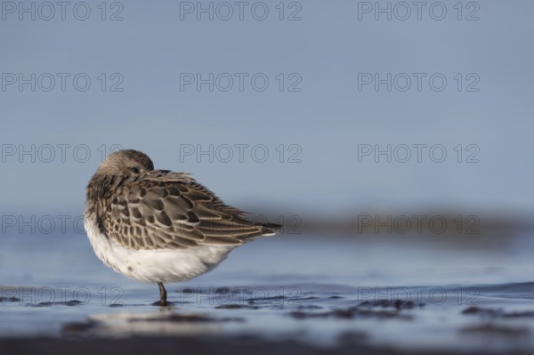 Dunlin (Calidris alpina) resting on shoreline, Mecklenburg-Western Pomerania, Germany, Europe