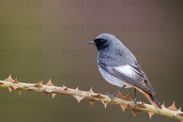 Black Redstart (Phoenicurus ochruros) male perched on a thorny branch, Aragon, Spain, Europe