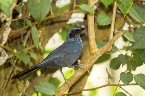 Blue Mockingbird Melanotis caerulescens El Tuito, Jalisco, Mexico 11 June Adult Mimidae