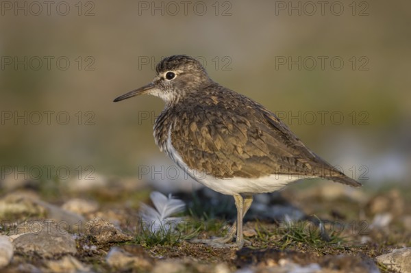 Common Sandpiper (Actitis hypoleucos), North Rhine-Westphalia, Germany, Europe