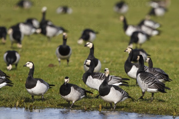 Barnacle Goose (Branta leucopsis) foraging, Netherlands