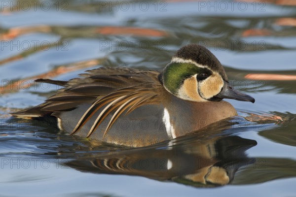 Baikal Teal (Sibirionetta formosa) male, Schleswig-Holstein, Germany, Europe