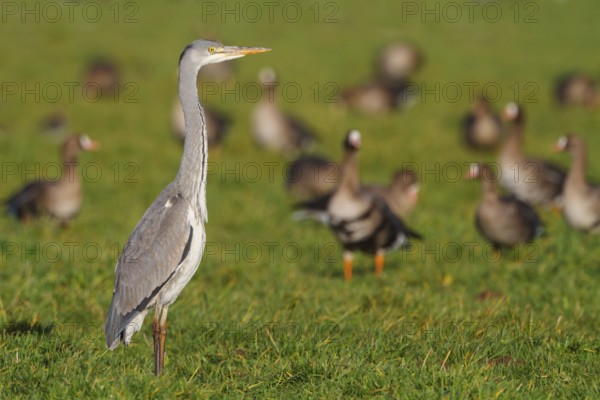Grey Heron (Ardea cinerea) juvenile, North Rhine-Westphalia, Germany, Europe