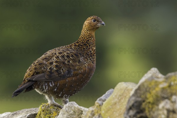 Red Grouse (Lagopus lagopus scotica), Yorkshire, United Kingdom, Europe