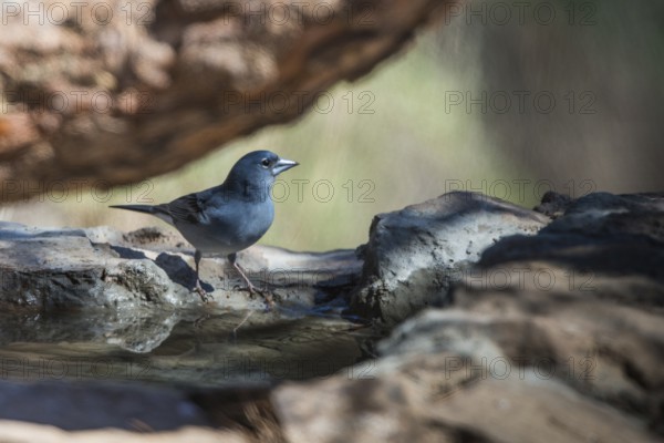 Blue Chaffinch (Fringilla teydea) male, Tenerife, Spain, Europe