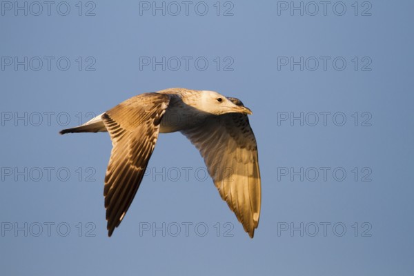 Caspian Gull (Larus cachinnans) flying, Baden-Wuerttemberg, Germany, Europe