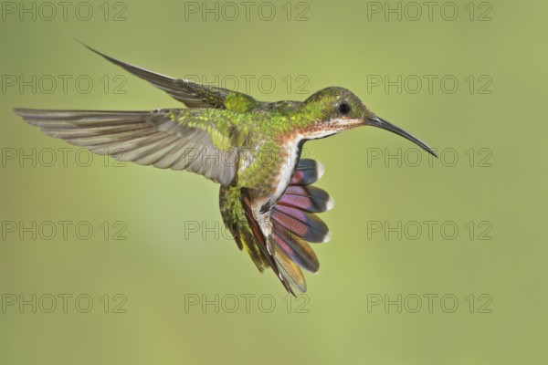 Green-breasted Mango (Anthracothorax prevostii) flying and feeding at a flower in Costa Rica