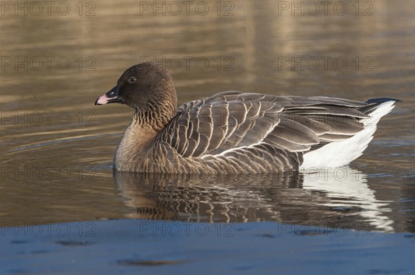Pink-footed Goose (Anser brachyrhynchus), Schleswig-Holstein, Germany, Europe