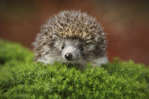 West European Hedgehog in green moss with orange background during autumn