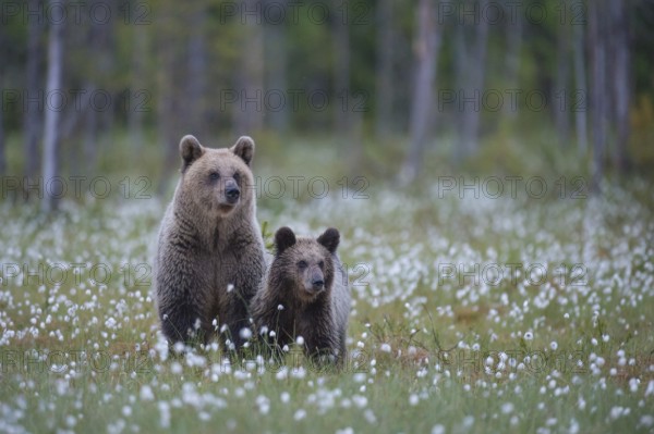 Eurasian Brown Bear (Ursus arctos) mother with cub, Finland, Europe