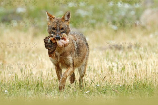 Golden jackal, Canis aureus, feeding scene with meadow, Madzharovo, Eastern Rhodopes, Bulgaria. Wildlife Balkan. Wild dog behaviour scene, nature. Mountain animal in the habitat. Jackal with catch