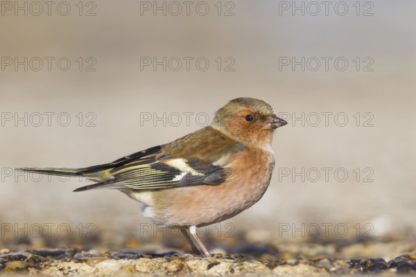 Chaffinch - Buchfink - Fringilla coelebs ssp. coelebs, Germany, adult male, Europe