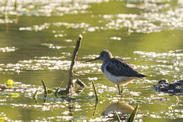 Greenshank (Tringa nebularia), water, backlight, Lower Austria