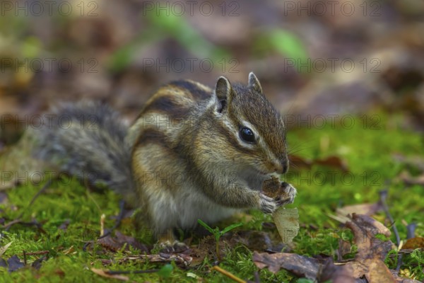 Siberian chipmunk (Eutamias sibiricus) in a forest in Tilburg Noord Brabant in the Netherlands