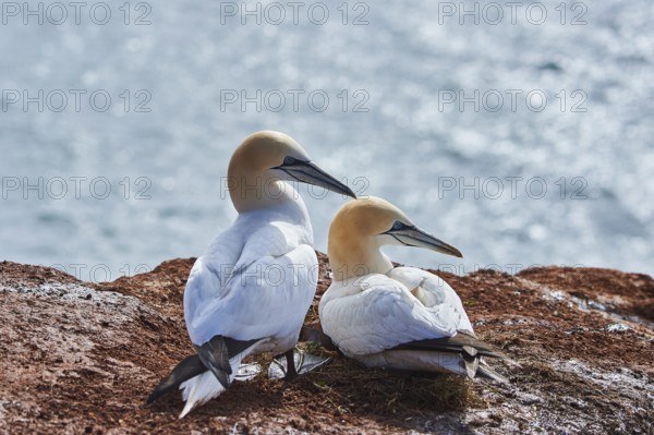 Northern gannet (Morus bassanus) couple lying on the cliff, wildlife, Helgoland, Germany, Europe