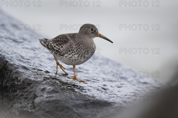 Purple Sandpiper (Calidris maritima), Mecklenburg-Western Pomerania, Germany, Europe