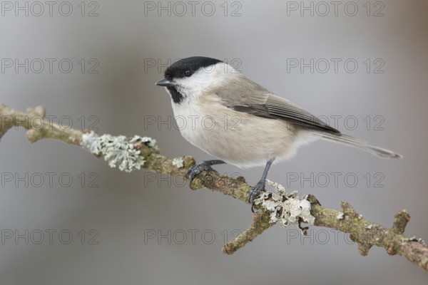 Marsh Tit (Poecile palustris) perched on a branch, Poland, Europe