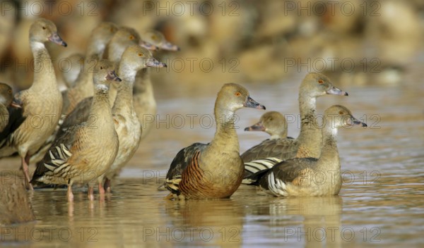 Plumed Whistling Duck (Dendrocygna eytoni), Australia, Oceania