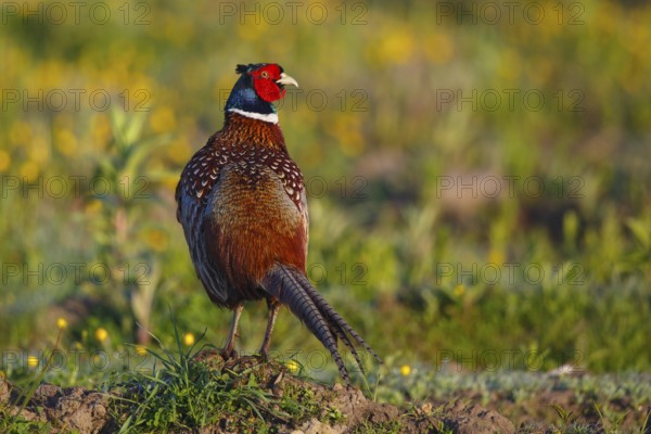 Common Pheasant (Phasianus colchicus) male, North Rhine-Westphalia, Germany, Europe