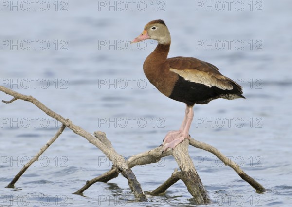Black-bellied Whistling Duck (Dendrocygna autumnalis), Texas, USA, North America