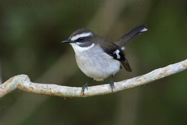 White-browed Robin (Poecilodryas superciliosa), Queensland, Australia, Oceania