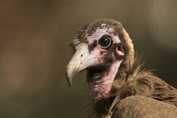 Hooded Vulture (Necrosyrtes monachus) juvenile, Gambia, Africa