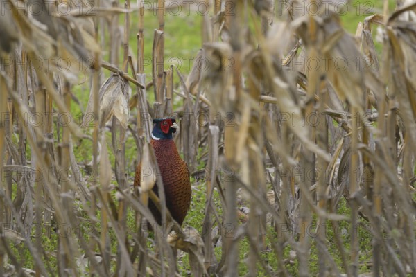 Pheasant (Phasianus colchicus), Lower Austria