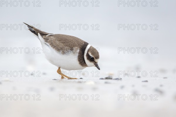 Common Ringed Plover (Charadrius hiaticula) juvenile foraging, Schleswig-Holstein, Germany, Europe