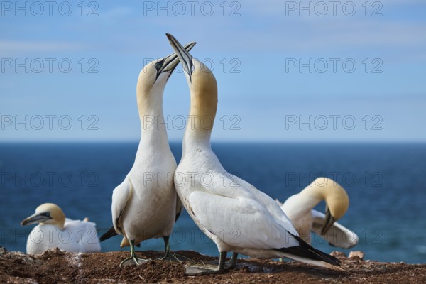 Northern gannet (Morus bassanus) greet each other with their beaks in the colony, at sunset, wildlife, Helgoland, Germany, Europe