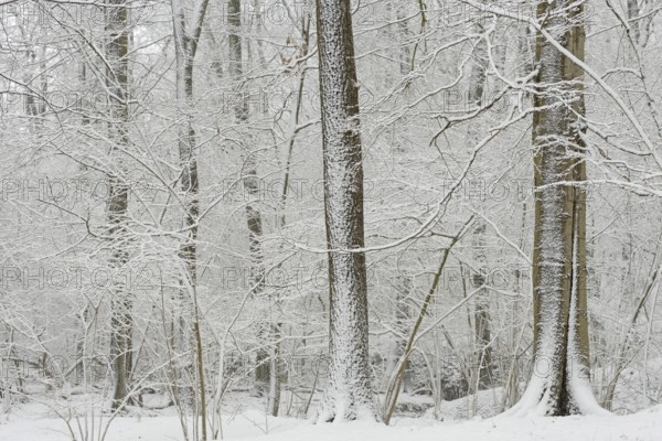 Winter forest after heavy snowfall, North Rhine-Westphalia, Germany, Europe