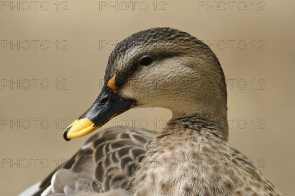 Indian Spot-billed Duck (Anas poecilorhyncha), Hamburg, Germany, Europe